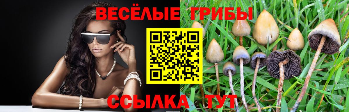 Галлюциногенные грибы Psilocybe Химки